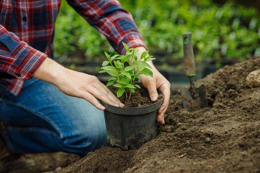 planting plants