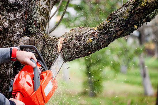 tree felling